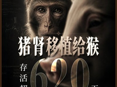 杭州配資：豬腎移植到猴身上，存活超620天刷新紀(jì)錄，異種器官移植迎來“中國時(shí)刻”