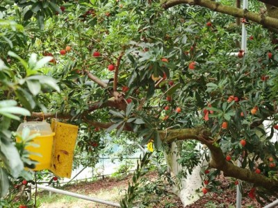 配資代理：浙江楊梅即將大規模上市